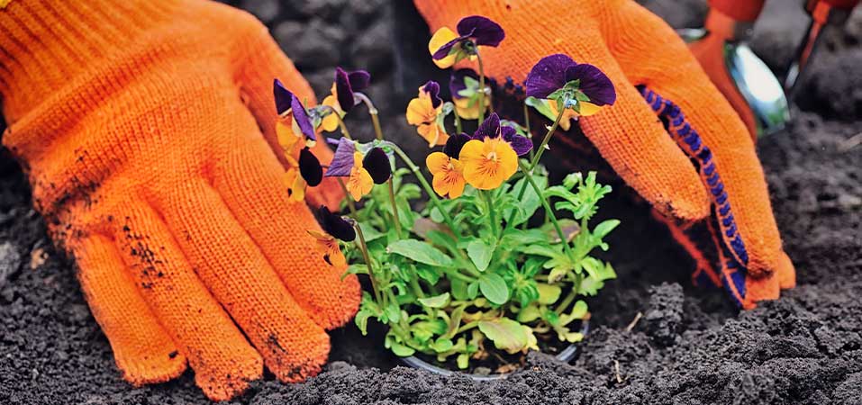 7 Tips for Spring Gardening
