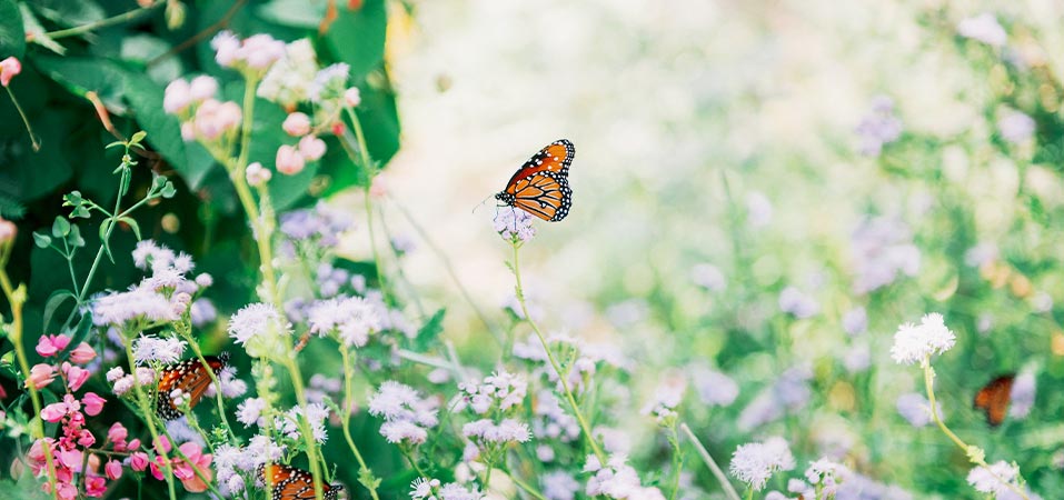 Butterfly in wild flower garden