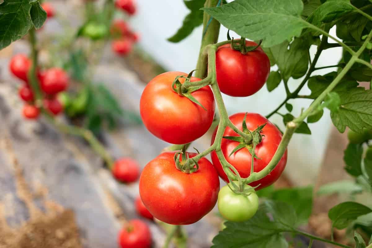 How To Grow The Perfect Tomato Plant
