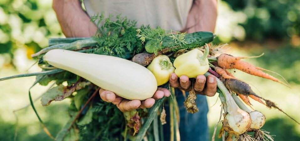 Top 5 benefits of Growing Your Own Vegetables