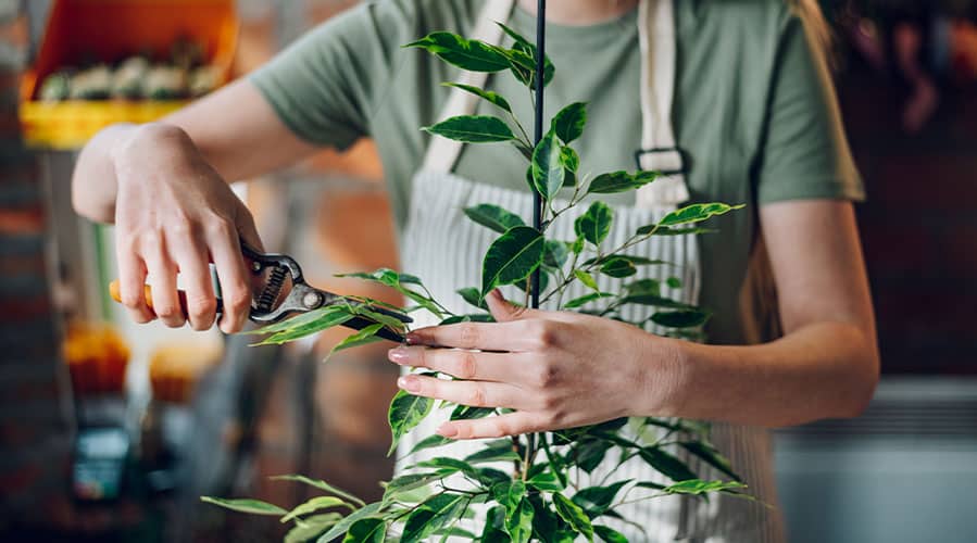 6 Quick Tips for Keeping Indoor Houseplants Healthy - Pruning